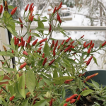 Mini Chili auf der Fensterbank.