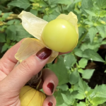 Gelbe Tomatillo auf für Tomatillo Salsa