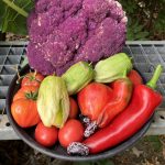 Gemüseernte mit Tomatillo Queen.