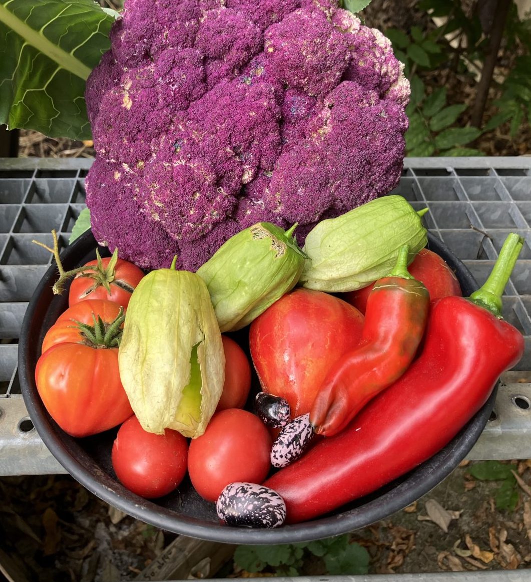 Gemüseernte mit Tomatillo Queen.