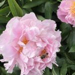 Pfingstrose im Park von Blickling Hall.