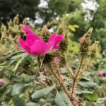 Knospen der Moosrose.