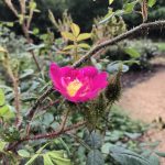 Moosrose "Captain John Ingram"