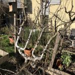 Der wuchernde Spalier Apfelbaum.