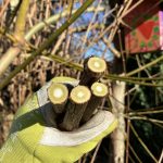 Geschnittenes Rosenholz.