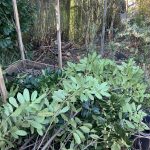 Kirschlorbeer Schnittgut, es nimmt kein Ende.