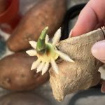 Eigene Ingwerwurzel Zucht auf der Fensterbank.