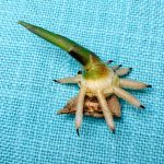 Abgeschnittener Ingwer Trieb.