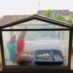 Ingwerwurzel Zucht im Fensterbank Gewächshaus