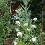 Cardy hinter blühenden Karotten.