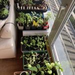 Teststation Tomaten Anzucht