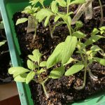 Tomaten Setzlinge in Erdballen.