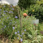 Blau blühende Wegwarte über Artischocke.