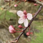 Knospen und Blüte im zeitigen Frühjahr.