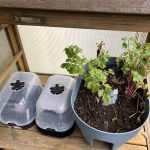 Aussaat Salat Gewächshausschrank