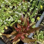 Junger Teufelsohr neben blühendem Portulak.