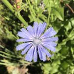 Zicchorien Blüte am Morgen.