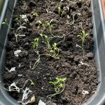 Nach 4 Wochen gekeimt.