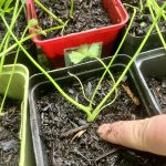 Knollensellerie nicht zu tief pflanzen.