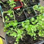 Setzlinge von Knollensellerie.