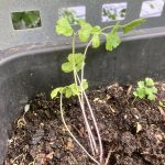 pinker Stangensellerie