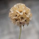 Sternkugel Scabiose