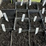 omaten Aussaat in Töpfe.