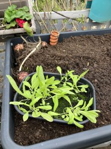 Salat Setzlinge in Aussaatschale Asia Salat