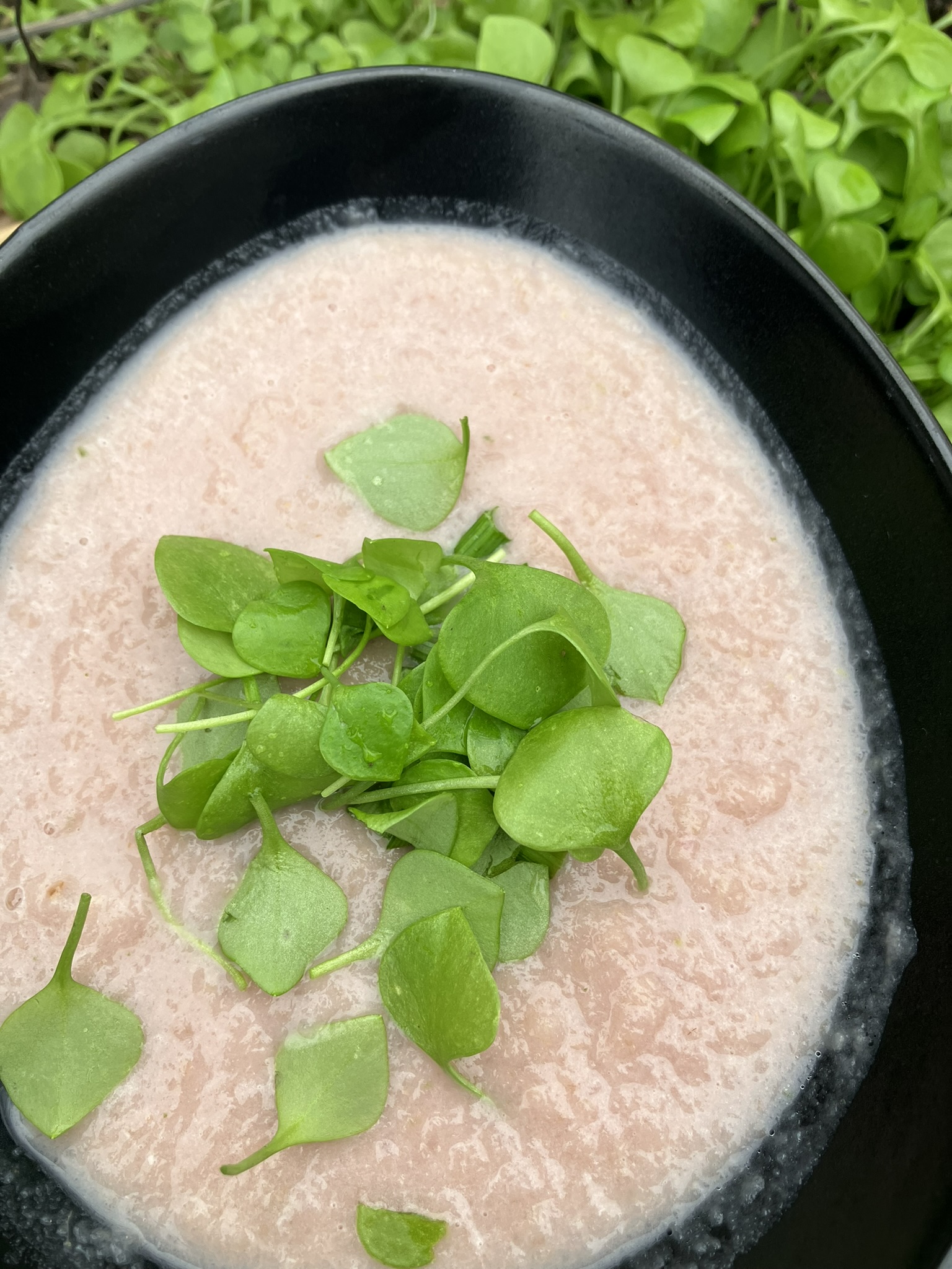 Radieschen Rose Suppe