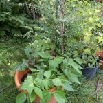 Bohnen, Kohl, Dahlie und Astern im Kübel.