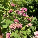 Vertrocknete Rosenblüten am Stock.