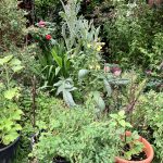 Pflanzen im Teilschatten.