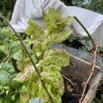 Forellenschluss ist geschossen.