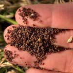 Samen der Nachtkerze Vogelfutter