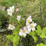chinesische Herbst Anemone