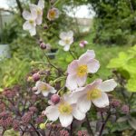 Anemone und Fetthenne Vermehrung.