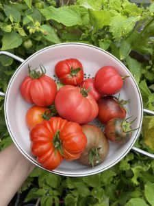 Frische Tomaten Ernte der Fleischtomaten für die Küche.