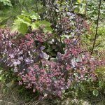 Die Fetthenne in 2023.