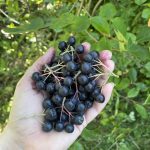 Frisch geerntete Aronia.