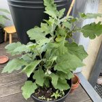 Aubergine Pflanztopf