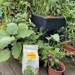 Seramis Balkon Gemüse Garten