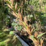 Die getrockneten Samenstände der Nachtkerze,