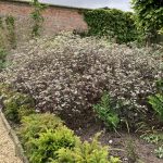 Wiesenkerbel in Holkam Hall