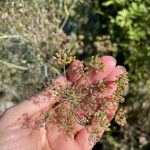 Samen des Bronzefenchel.