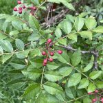 Szechuan Pfeffer August