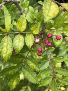 Heiße Schnecke auf Szechuan Pfeffer.