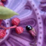 Szechuan Pfeffer Korn