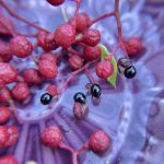 Szechuan Pfeffer Ernte