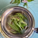 Kräutertee Gewürzstrauch