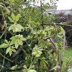 Wuchernde Inka Gurke.